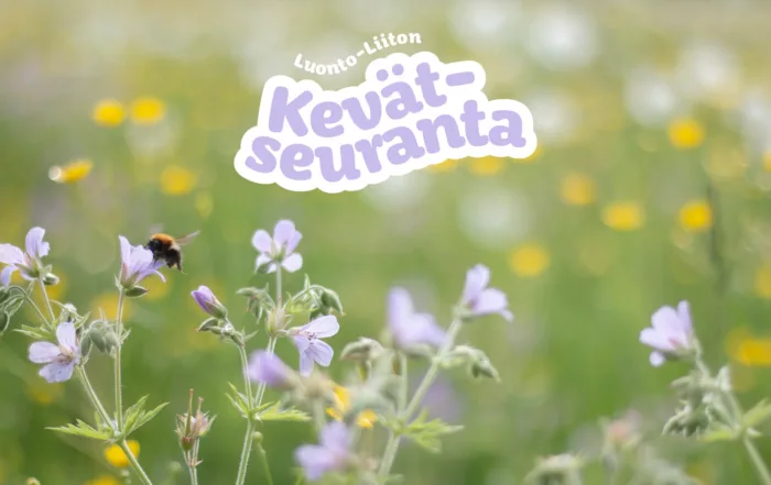 Kimalainen niityllä