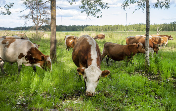 Karjaa luonnonlaitumella