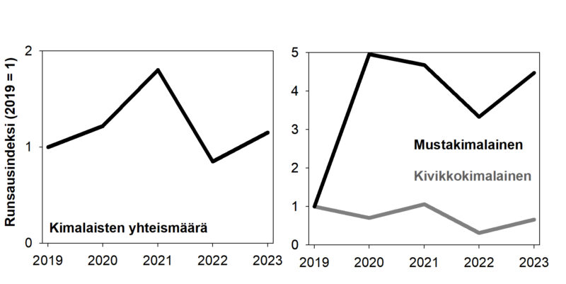 Graafit kimalaiskantojen kehityksestä