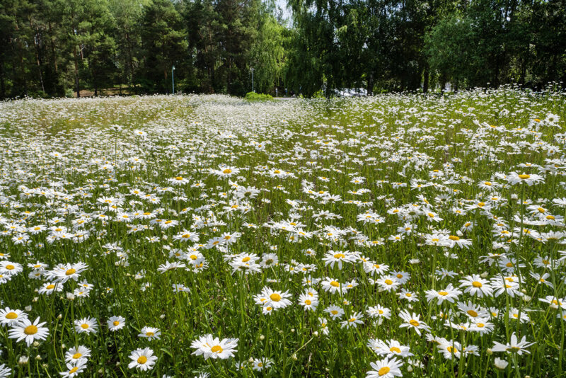 Pölyttäjäystävällinen niittykumpu