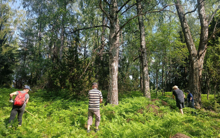 Talkoolaiset sananjalkaa kepittämässä 17.6.2023. Myös vuosien 2024–2025 viikonloppuleirit pidettiin kesäkuun puolivälissä/lopussa. Optimaalinen ajankohta kepityksen tehon kannalta on silloin, kun sananjalan lehdet ovat äskettäin auenneet täyteen mittaansa. Kuva: Eeva-Liisa Korpela